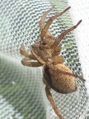 Trochosa terricola