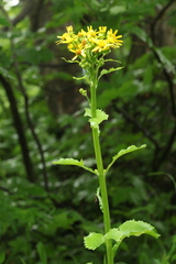 Tephroseris cladobotrys