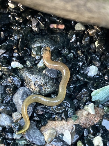 Graveldiver (Scytalina cerdale) — Scytalinidae — 4