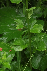 Tephroseris cladobotrys