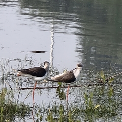 Himantopus himantopus