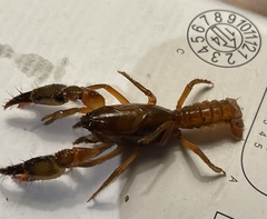 Engaeus tuberculatus