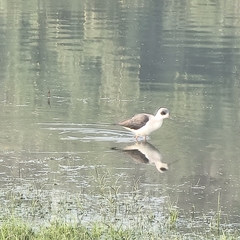 Himantopus himantopus