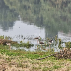 Himantopus himantopus