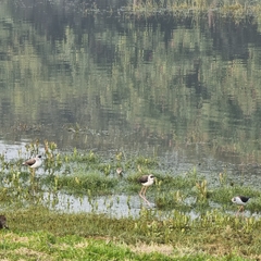 Himantopus himantopus