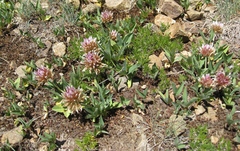 Trifolium longipes
