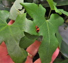 Coccinia mackenii