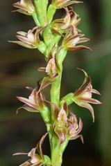 Prasophyllum pyriforme