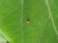 Scymnobius galapagoensis