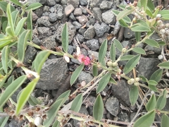 Indigofera linifolia