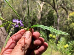 Verbena africana