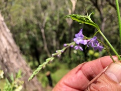 Verbena africana