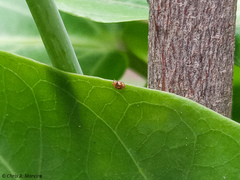 Scymnobius galapagoensis