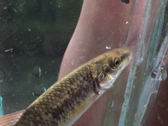 Campostoma oligolepis