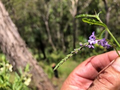 Verbena africana