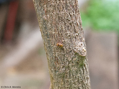 Scymnobius galapagoensis