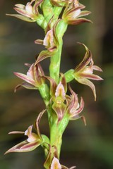 Prasophyllum pyriforme