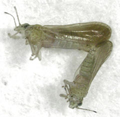 Anoeconeossa communis