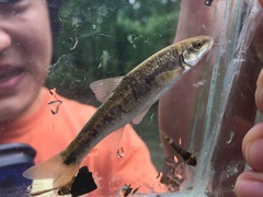 Campostoma oligolepis