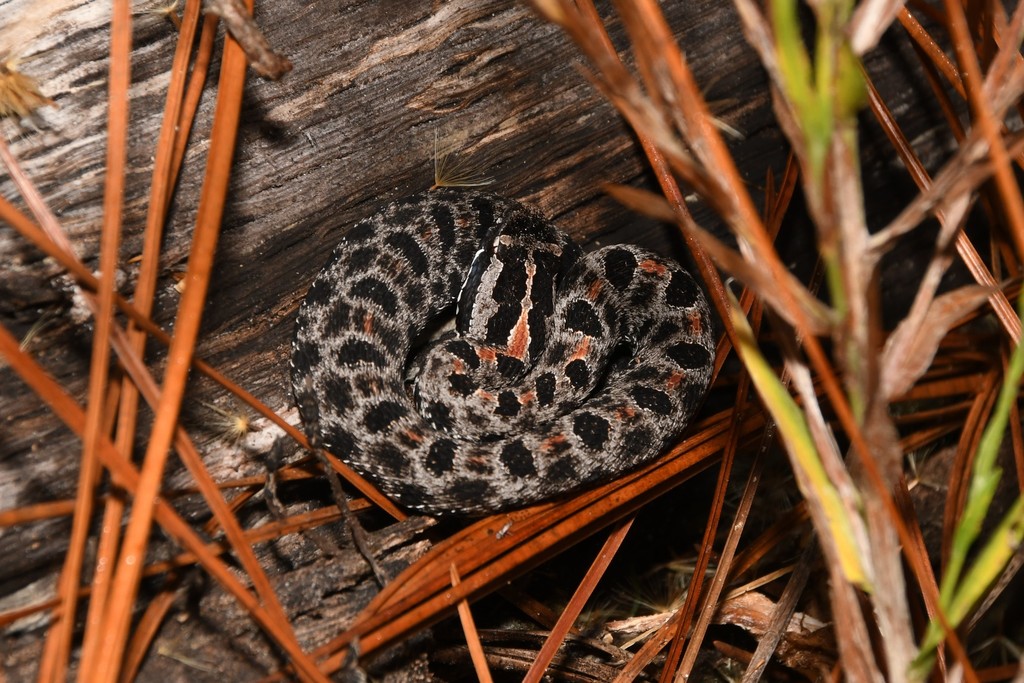 Dusky Pygmy Rattlesnake From Nassau County, FL, USA On December 10 ...