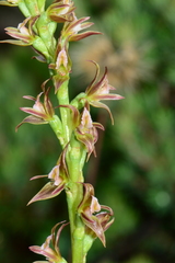 Prasophyllum pyriforme