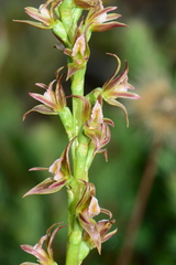Prasophyllum pyriforme