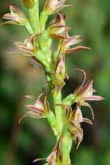 Prasophyllum pyriforme