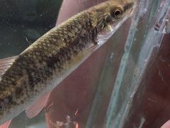 Campostoma oligolepis