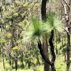 Xanthorrhoea glauca