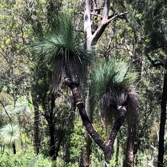 Xanthorrhoea glauca