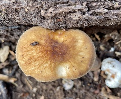 Pluteus granularis