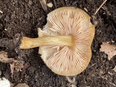 Pluteus granularis