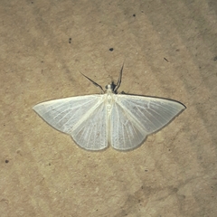 Lomographa argentata
