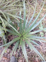 Dasylirion berlandieri