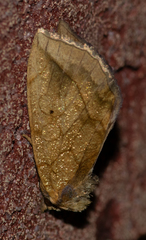 Basilodes pepita