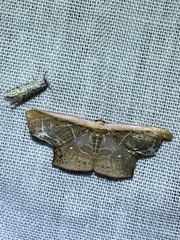 Tessarotis rubrata