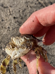Decapoda