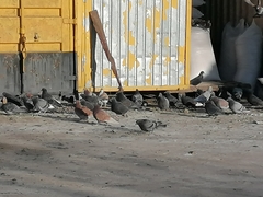 Columba livia domestica