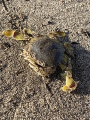 Decapoda