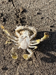 Decapoda