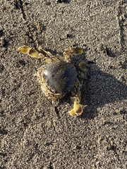 Decapoda