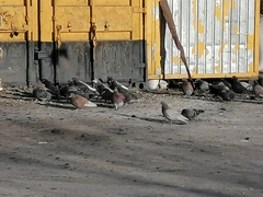 Columba livia domestica