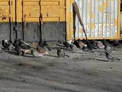 Columba livia domestica