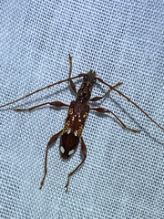 Coptocercus biguttatus