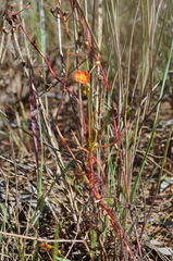 Drosera aurantiaca