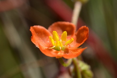 Drosera aurantiaca