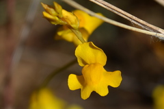 Utricularia chrysantha