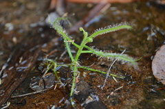 Drosera cucullata