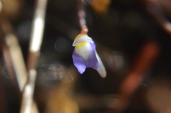 Utricularia limosa