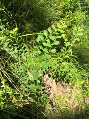 Phyllanthus gunnii